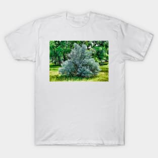 Cherry Creek Trail Study 2 T-Shirt